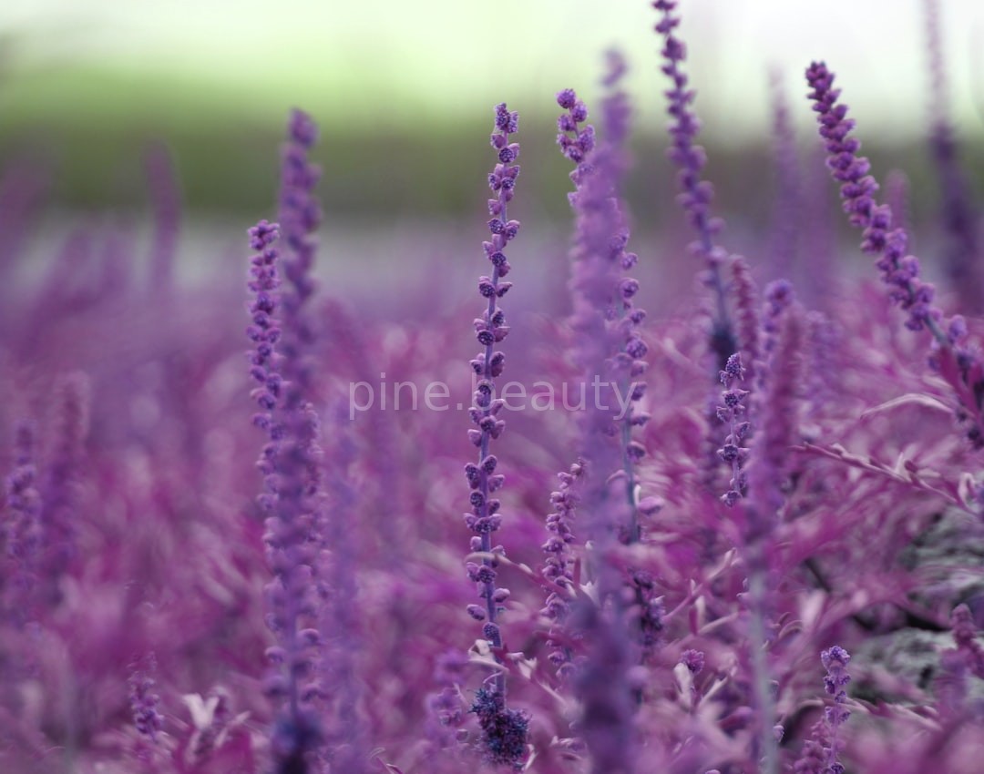 Calming Blends